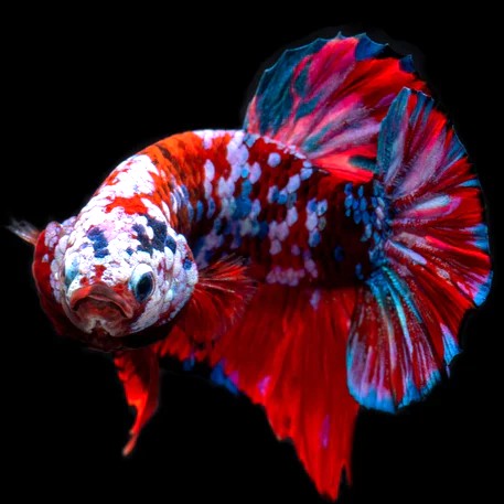 Betta man red galaxy XL